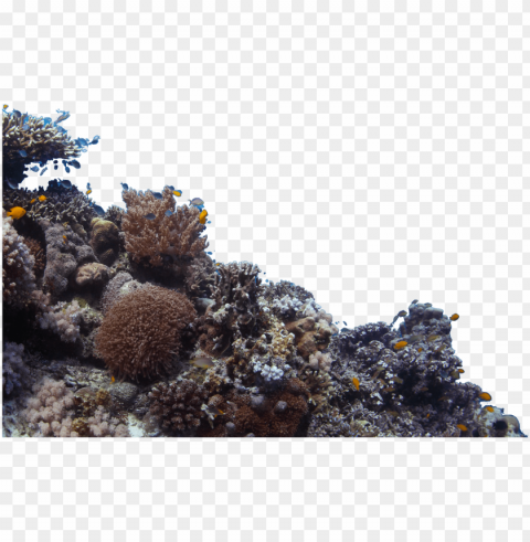 corals Isolated Item on Clear Background PNG