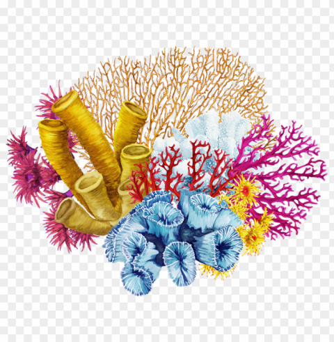 corals Isolated Item on HighQuality PNG