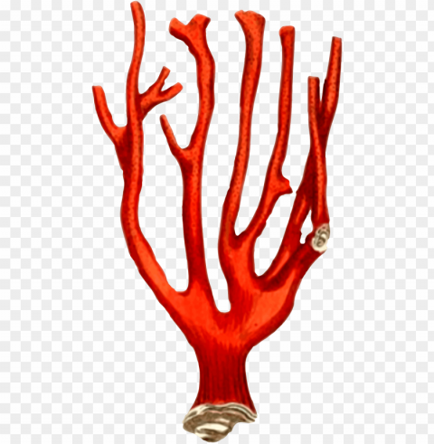 corals Isolated Item on HighResolution Transparent PNG