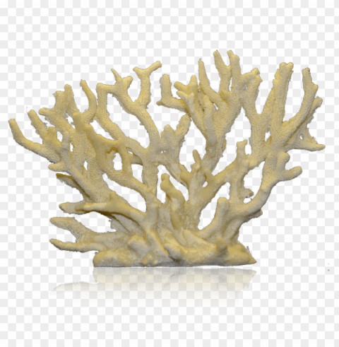 corals HighQuality Transparent PNG Isolated Art