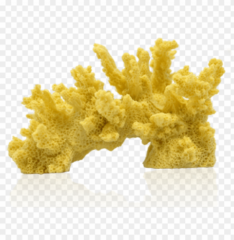 corals HighQuality Transparent PNG Isolation