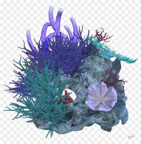 corals HighResolution PNG Isolated Artwork