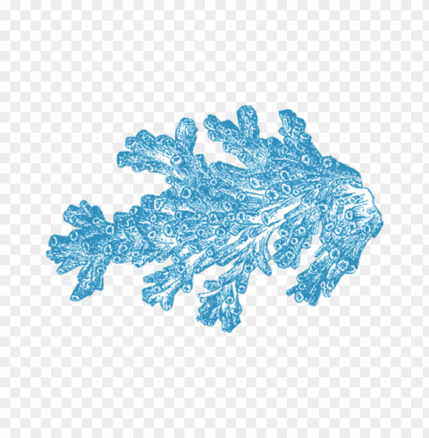 corals HighResolution Transparent PNG Isolated Element