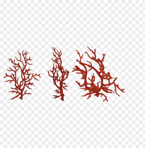 corals HighResolution Transparent PNG Isolated Item