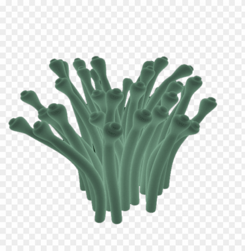 corals Isolated Artwork in HighResolution PNG
