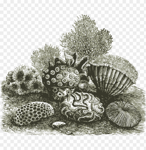 corals Isolated Artwork in Transparent PNG Format