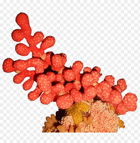 corals Isolated Artwork on Clear Background PNG