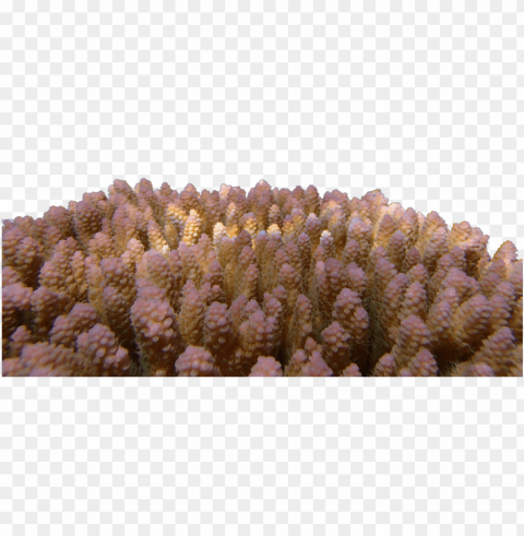 corals Isolated Artwork on Clear Transparent PNG