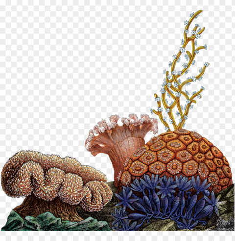 corals PNG images with cutout