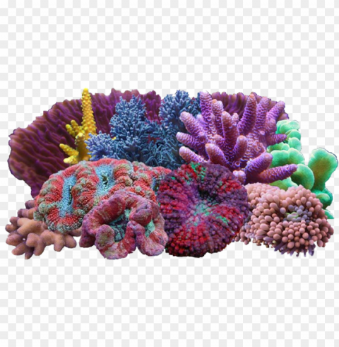 corals PNG images with high transparency