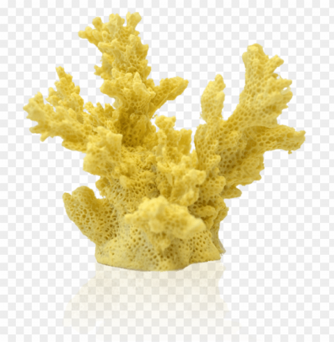 corals PNG images with high-quality resolution
