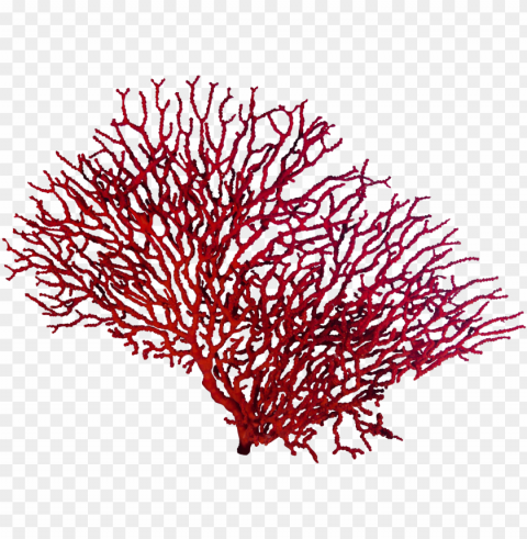 corals PNG images with no background assortment