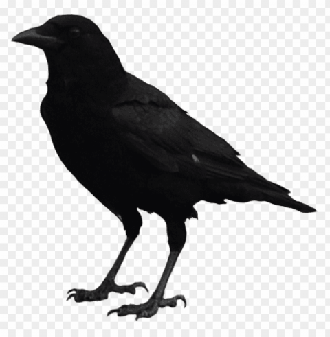 corbeau PNG with no background required