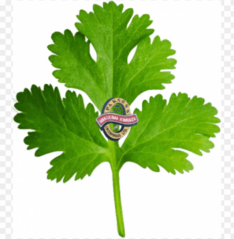 coriander Transparent PNG Isolation of Item