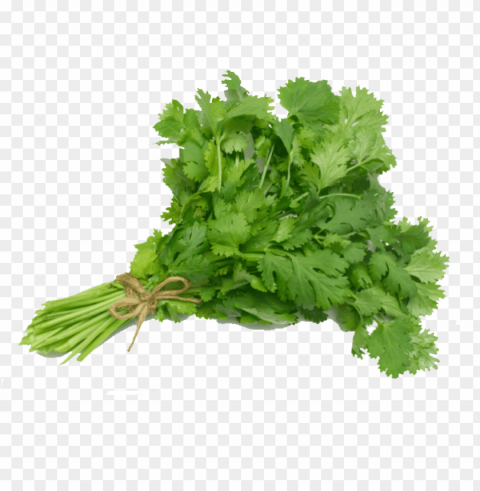 coriander Transparent PNG Object Isolation PNG transparent with Clear Background ID defb9be6