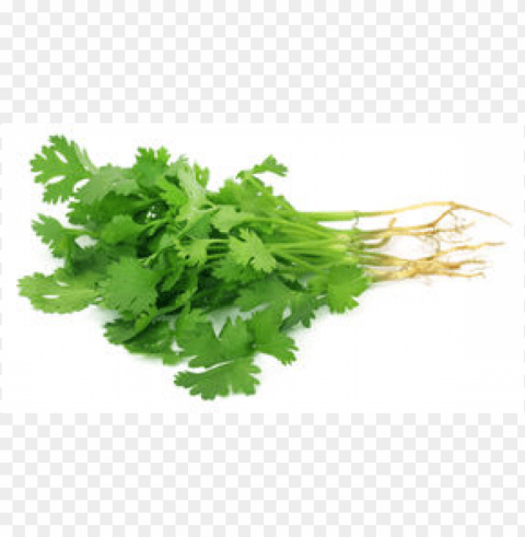 Coriander Transparent PNG Object With Isolation