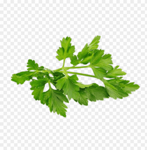 coriander Transparent PNG photos for projects