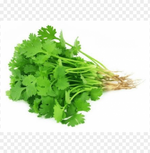 coriander Transparent PNG picture