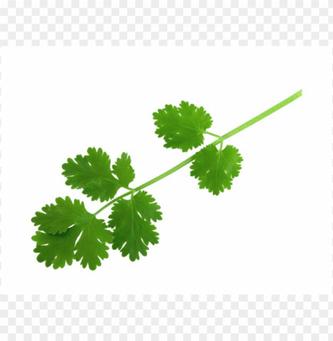 coriander leaf Transparent PNG vectors PNG transparent with Clear Background ID 5eb7a7b0