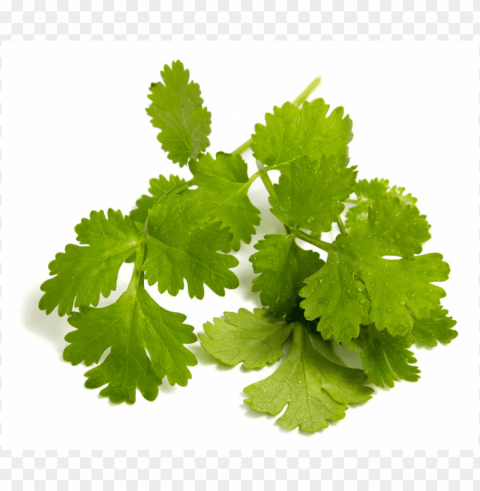 coriander leaf Alpha channel PNGs