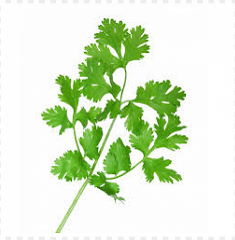 Coriander Leaf Alpha Channel Transparent PNG