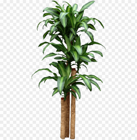 corn dracaena getting too tall start new plants by - home depot tropical house plants Transparent Background PNG Object Isolation PNG transparent with Clear Background ID 20699888