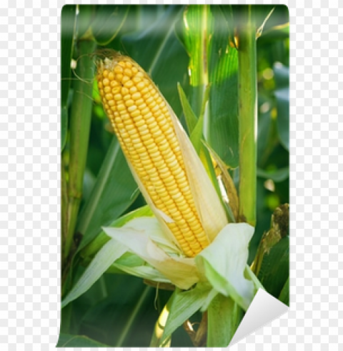 corn maize ear on stalk in field wall mural pixers - maize HD transparent PNG