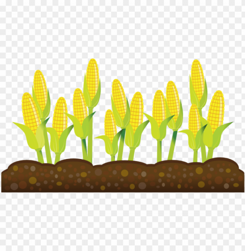 corn plant clipart - crops clipart transparent background PNG graphics