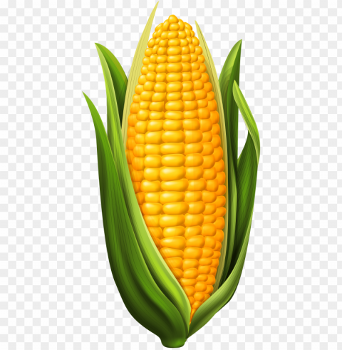 corn clip art image - corn on the cob clipart Transparent PNG images free download