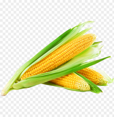 corn image - sweet cor Transparent Background Isolation of PNG