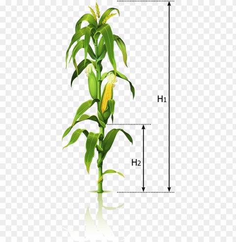 corn tree - corn stalk drawi Clear pics PNG PNG transparent with Clear Background ID b479e79a