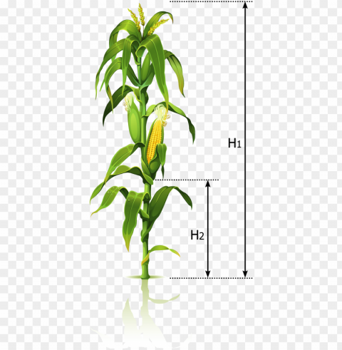 corn tree - corn stalk drawi Clear pics PNG