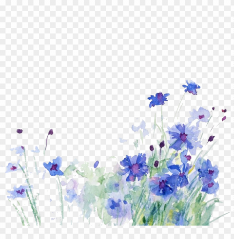 cornflower drawing watercolor - you have a friend who checks PNG photo PNG transparent with Clear Background ID edf8c46d