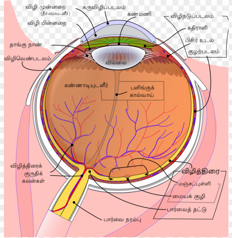 Corpi Ciliari Isolated PNG Graphic With Transparency