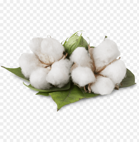 cotton cotton - benefits of cotton plant Transparent PNG images extensive variety