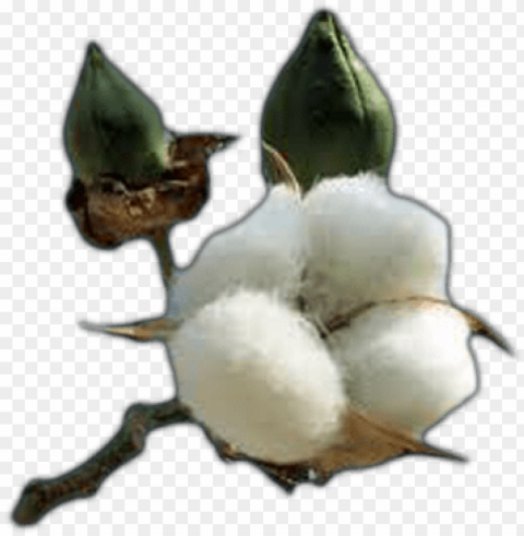 cotton free image - cotton plant coloring page Transparent background PNG images selection