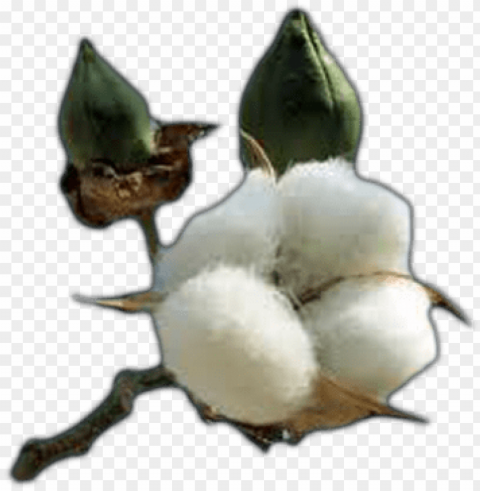 Cotton Free Image - Cotton Plant Coloring Page Transparent Background PNG Images Selection