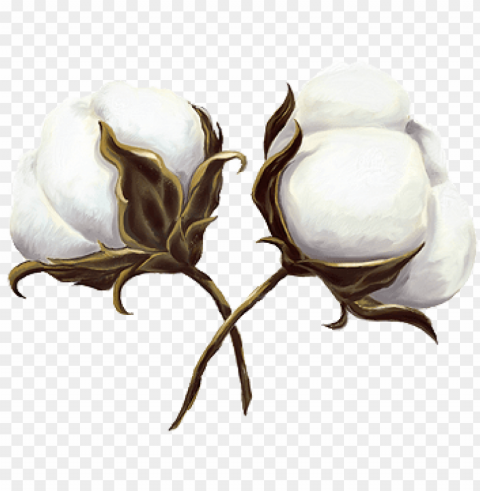 cotton is king - cotton Free transparent background PNG