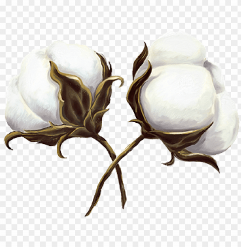 cotton is king - cotton Free transparent background PNG PNG transparent with Clear Background ID 57855f8e