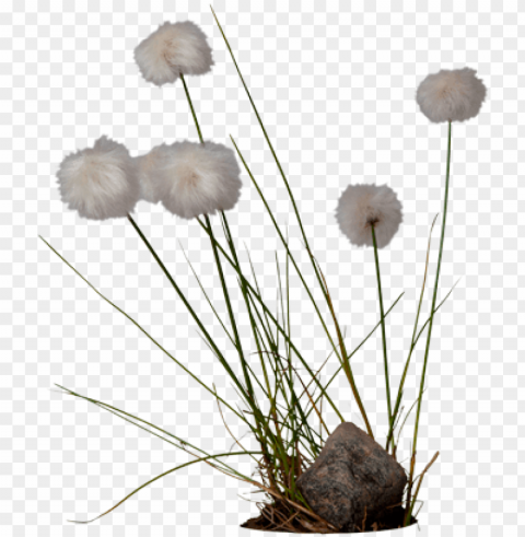 cotton high-quality image - cotton grass Free PNG transparent images