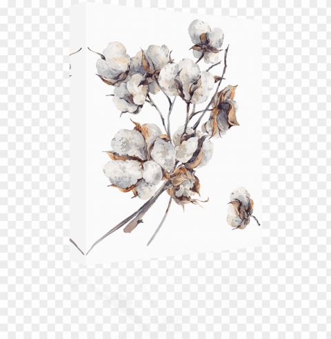 cotton water color - cotton flower watercolor Isolated Character in Clear Transparent PNG