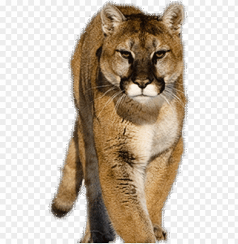 cougar clipart university houston - cougar Transparent art PNG