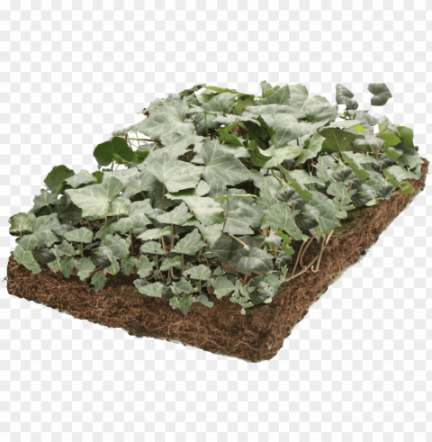 covergreen hedera - common ivy Transparent PNG Isolation of Item