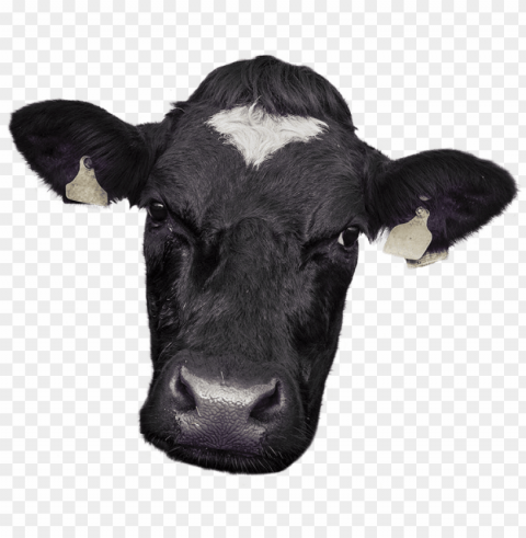 cow face - cow face photo Isolated Element with Clear Background PNG