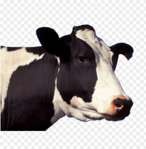 cow face picture - cow head PNG Isolated Object on Clear Background