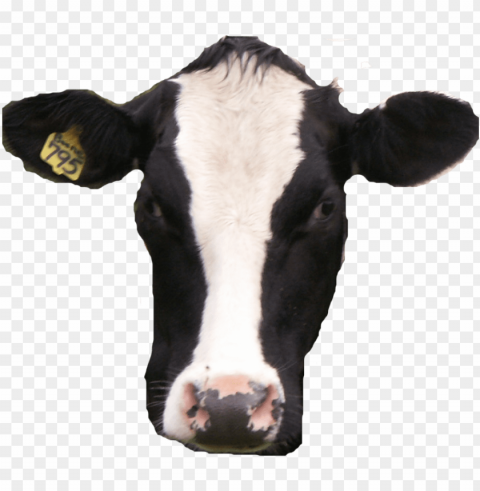 cow head PNG files with no background free
