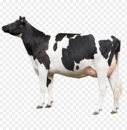 cow looking left - cow Isolated Object with Transparent Background in PNG