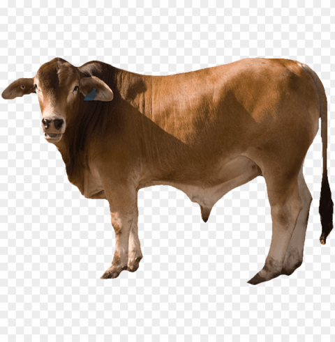 cow - bull cow Clear background PNG images diverse assortment