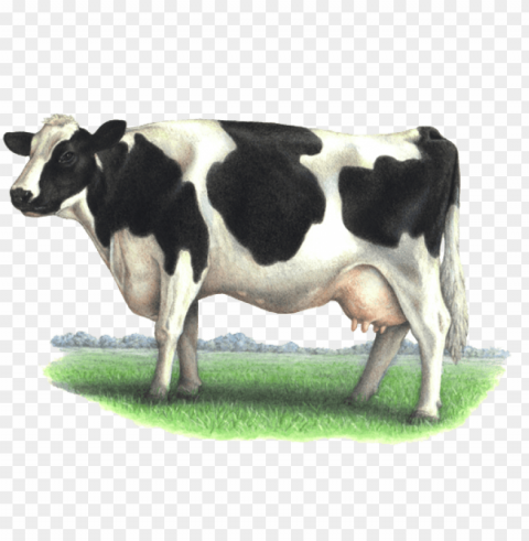 cow - dairy cow PNG Image with Transparent Isolated Design