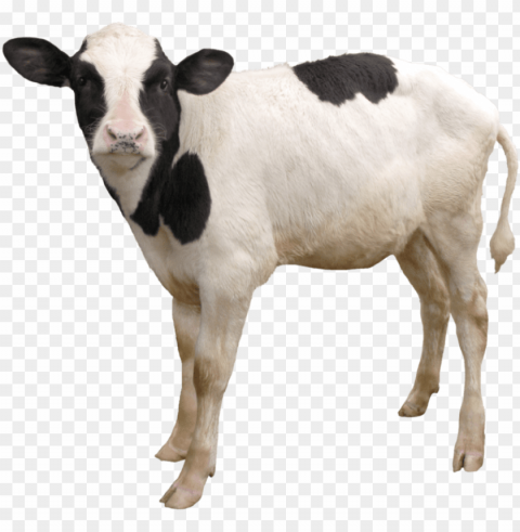 cow download image with transparent background - calf Isolated PNG Graphic with Transparency